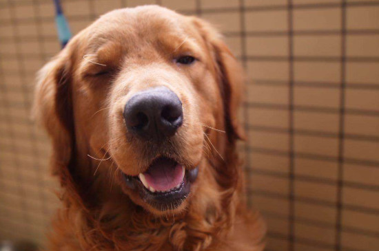 金毛犬性格有什么特点,太兴奋活泼什么时候稳定下来