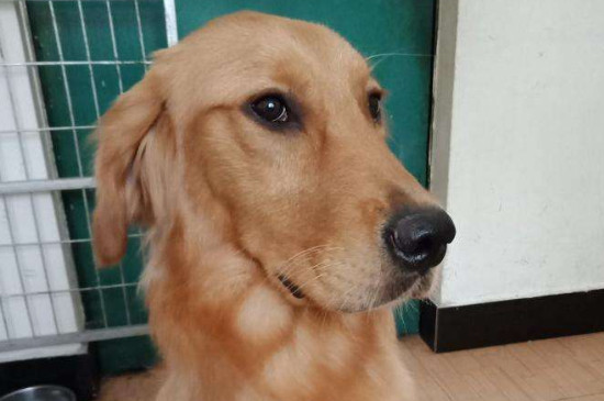 金毛犬性格有什么特点,太兴奋活泼什么时候稳定下来