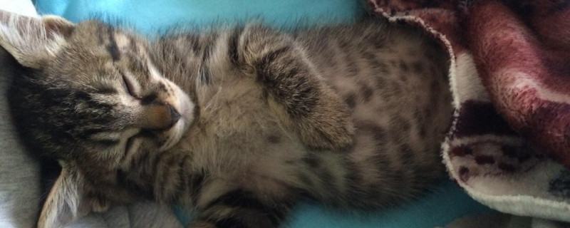 猫只吃火腿肠怎么办