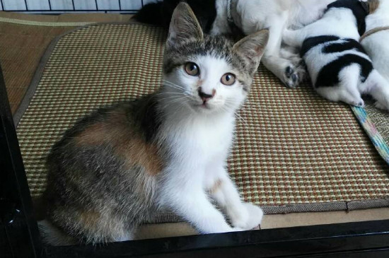 猫只吃火腿肠怎么办