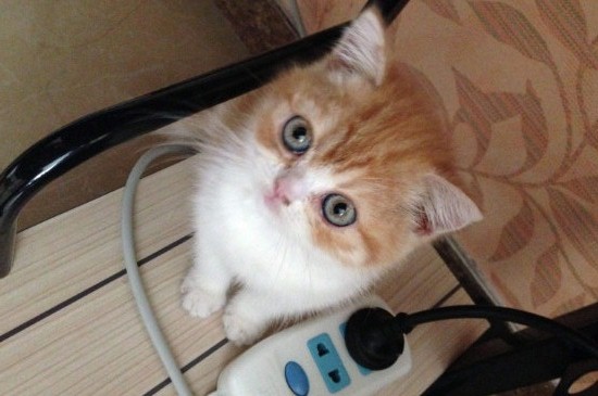 猫多久可以离开猫妈妈