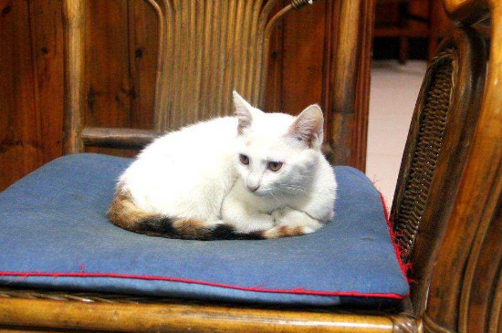 2个月小猫给吃化毛膏吗