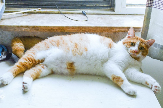 2个月小猫给吃化毛膏吗