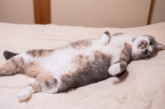 猫咪尿床原因和解决办法