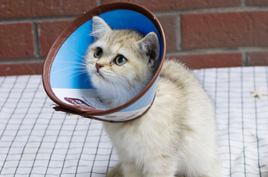 公猫绝育三天可以摘头套了吗