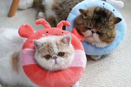 公猫绝育三天可以摘头套了吗