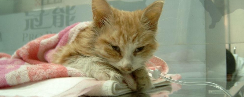 猫咪肠胃炎不治疗会死吗