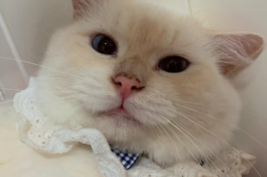 猫咪肠胃炎不治疗会死吗