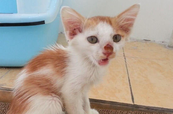 猫咪肠胃炎不治疗会死吗