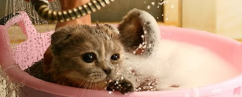 锦鲤黑斑病加盐有效吗