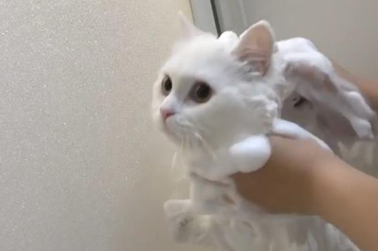 锦鲤黑斑病加盐有效吗