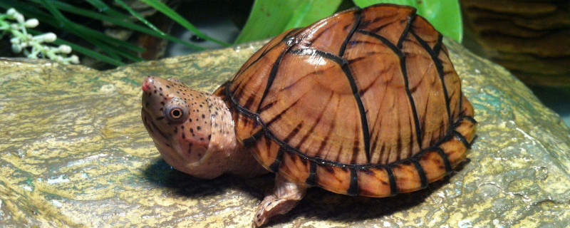 乌龟晒背灯多少瓦合适