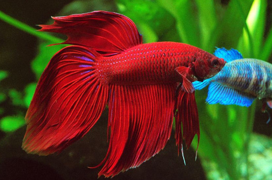 泰国斗鱼价格多少钱,泰斗品种图片与价钱排行表