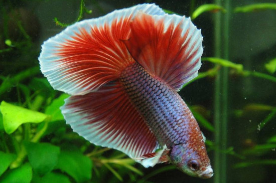 泰国斗鱼价格多少钱,泰斗品种图片与价钱排行表