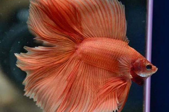 泰国斗鱼价格多少钱,泰斗品种图片与价钱排行表