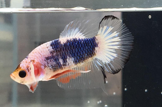 泰国斗鱼价格多少钱,泰斗品种图片与价钱排行表