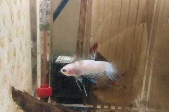 泰国斗鱼价格多少钱,泰斗品种图片与价钱排行表