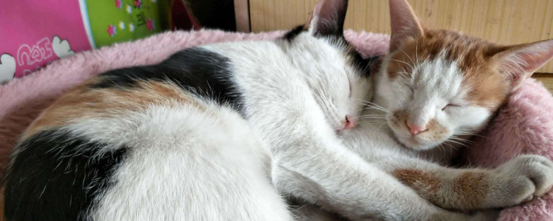 如何判断猫是否怀孕