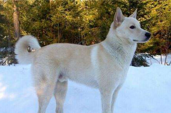 卡南犬值多少钱一只，卡南犬图片和价格信息