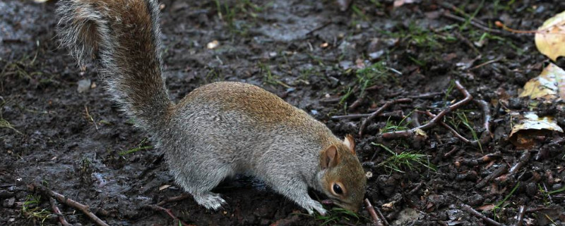 松鼠冬天如何过冬