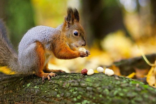松鼠冬天如何过冬