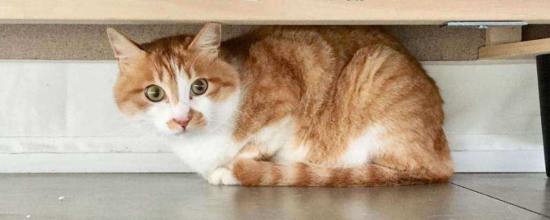 橘猫嘴唇黑斑怎么回事