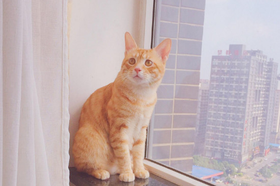 橘猫嘴唇黑斑怎么回事