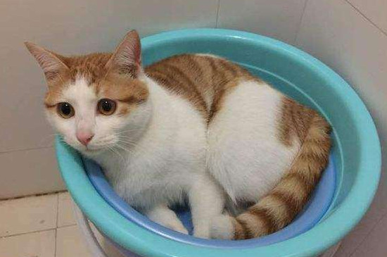 橘猫嘴唇黑斑怎么回事