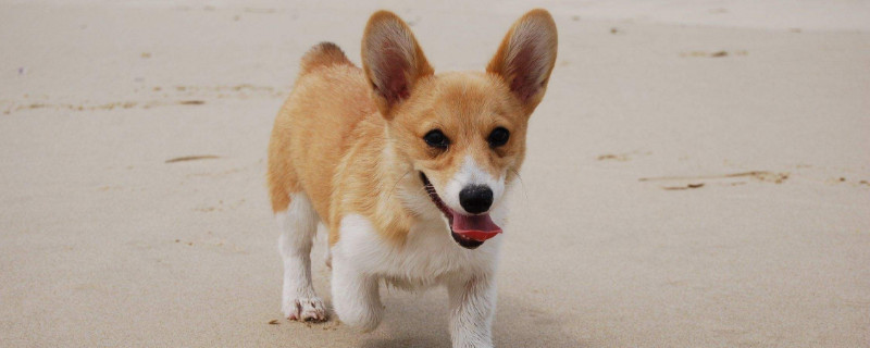 狗不想养了送到哪里去