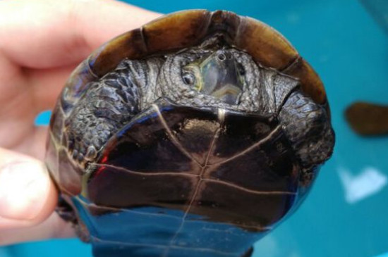 中华草龟怎么养