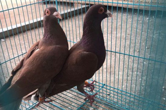 鸽子怎么养