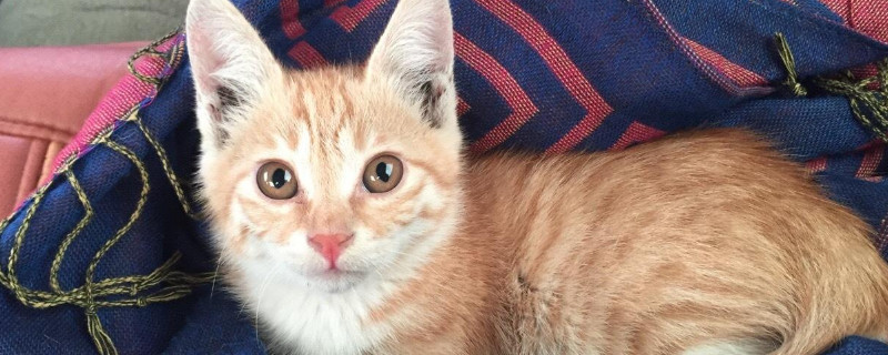 小猫快死掉了怎么办