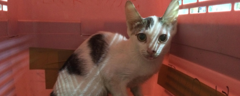 公猫膀胱结晶怎么溶解,猫膀胱里有结晶怎么办