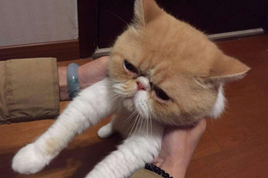 公猫膀胱结晶怎么溶解,猫膀胱里有结晶怎么办