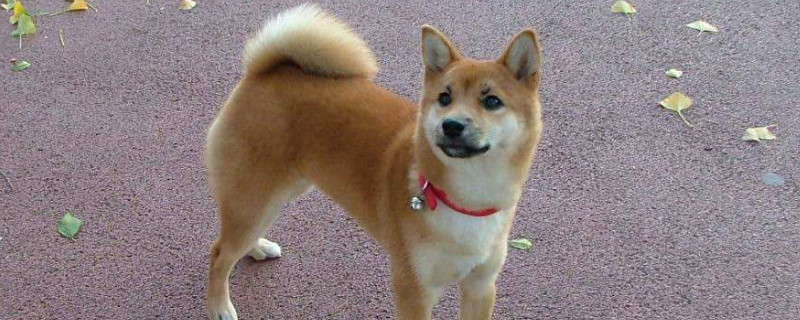 去犬舍买柴犬怎么挑,怎样挑选小柴犬幼犬