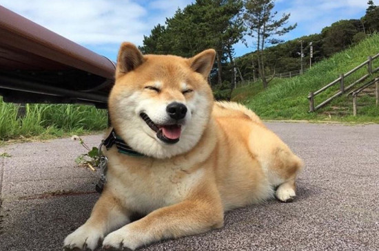 去犬舍买柴犬怎么挑,怎样挑选小柴犬幼犬