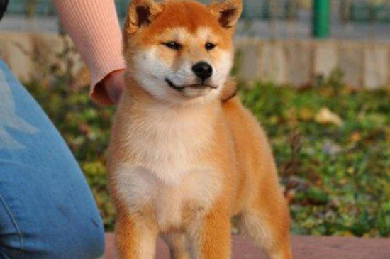 去犬舍买柴犬怎么挑,怎样挑选小柴犬幼犬