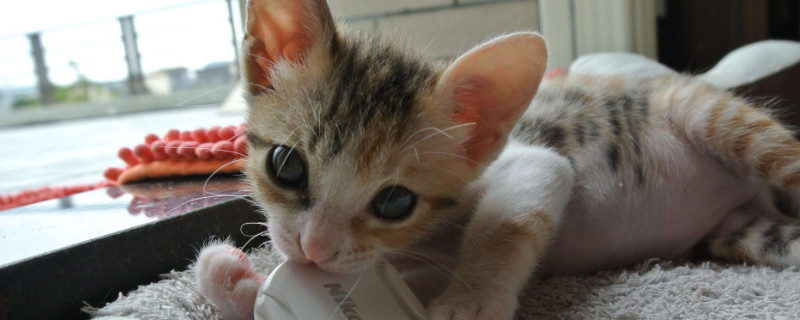 猫见了老鼠为什么拔腿就跑,宠物猫怕老鼠的原因
