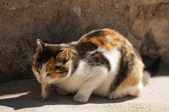 猫见了老鼠为什么拔腿就跑,宠物猫怕老鼠的原因