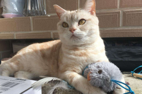 猫见了老鼠为什么拔腿就跑,宠物猫怕老鼠的原因