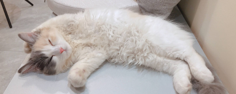 猫为什么要五粉,五粉猫很难遇到吗