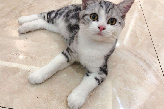 猫为什么要五粉,五粉猫很难遇到吗