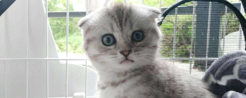 猫什么时候拉屎,猫咪排泄时间