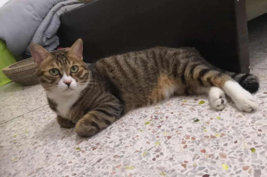 猫什么时候拉屎,猫咪排泄时间
