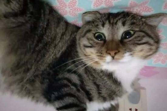猫什么时候拉屎,猫咪排泄时间
