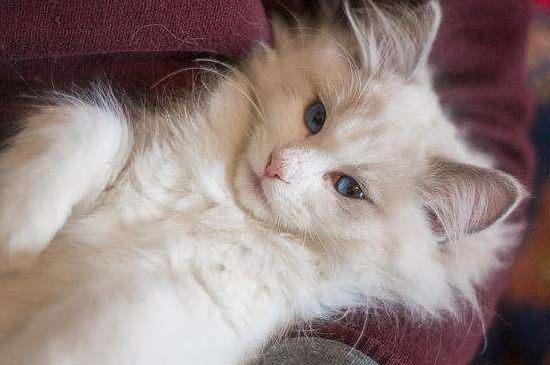 猫会放屁臭吗,猫放屁的味道一般不是很臭