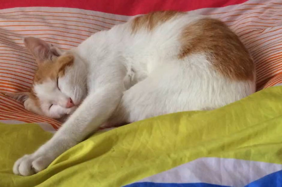 猫会放屁臭吗,猫放屁的味道一般不是很臭