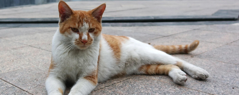 猫伤口露肉多久会好,及时消毒涂药包扎半月能好