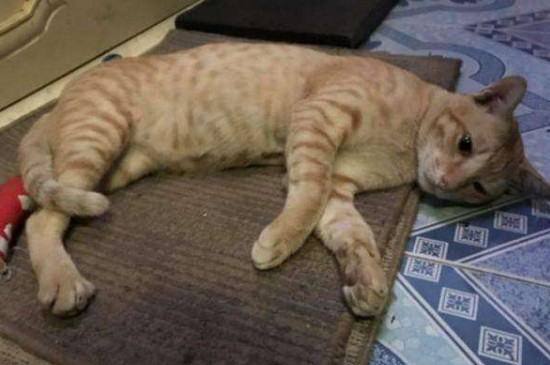 猫伤口露肉多久会好,及时消毒涂药包扎半月能好