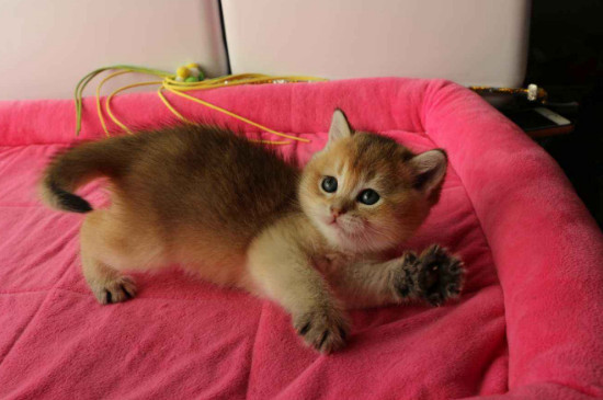 猫打疫苗后拉稀正常吗,该怎么办去缓解